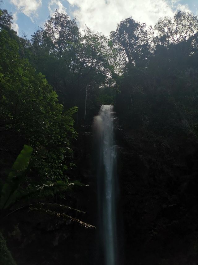 小眾寶藏地孟連，邊境的牛油果之約
