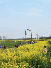 三元地鐵站附近的油菜花真係好靚呀