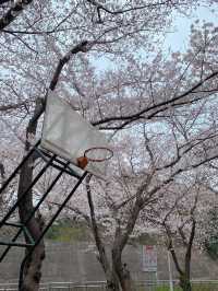 濟州島三月限定🌸 小眾賞櫻公園大揭秘