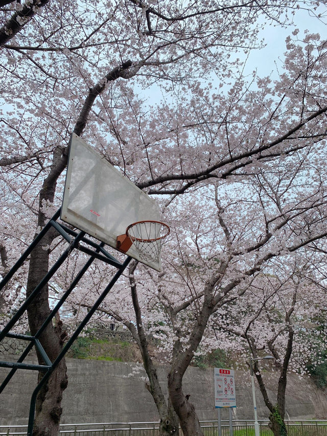 濟州島三月限定🌸 小眾賞櫻公園大揭秘
