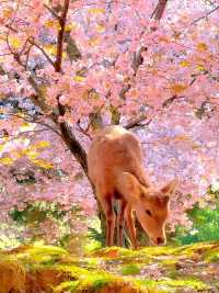 奈良公園的櫻花實在太適合3月來欣賞了！
