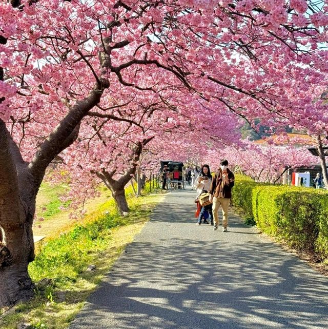 🌸札幌 | 闖入童話般嘅春日花境🌸