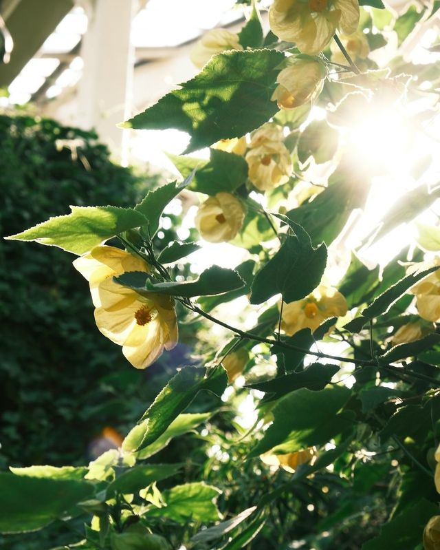 Explore Kew Gardens in London for a Relaxing Solo Adventure