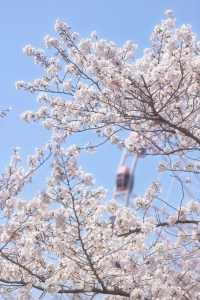 都開了！魔都春日賞花熱點回歸