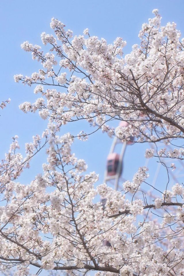 都開了！魔都春日賞花熱點回歸