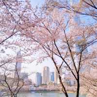🌸首爾賞櫻寶地大公開❗️