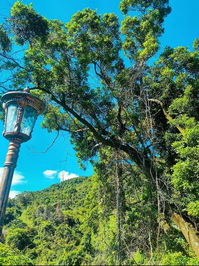 深圳陽臺山森林公園 | 城市中的自然寶藏