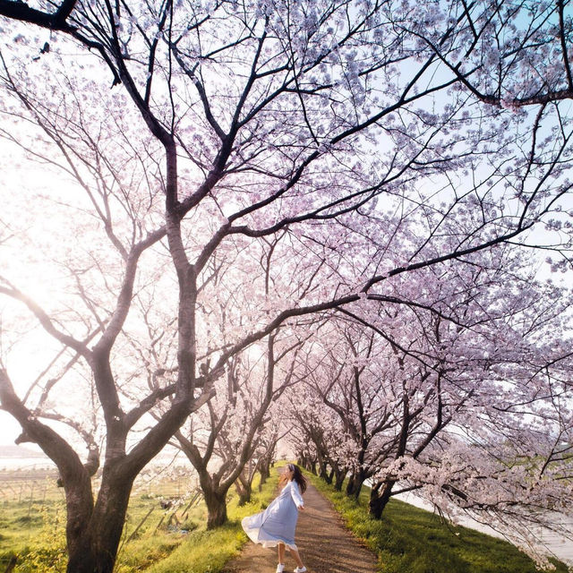 九州賞櫻攻略🌸8個人少絕美櫻花秘境大公開