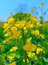 三月漢中油菜花封神！闖入了金色童話世界