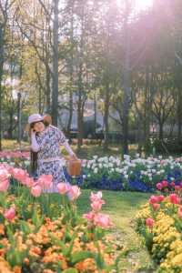 上海市區這片鬱金香花海已經盛開 3.21 實況
