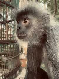 胡志明西貢動物園及其周邊