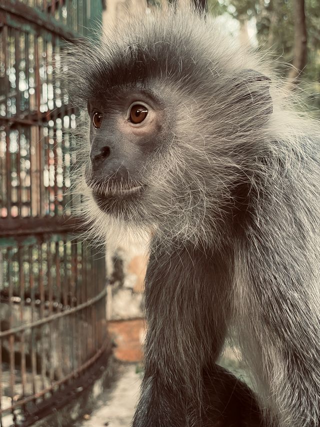 胡志明西貢動物園及其周邊
