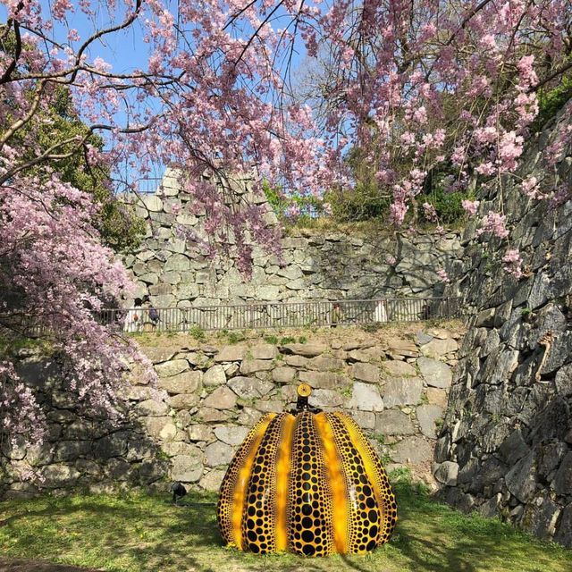 🌸【賞櫻圖鑒】鹿兒島熊本福岡賞櫻推薦‼️