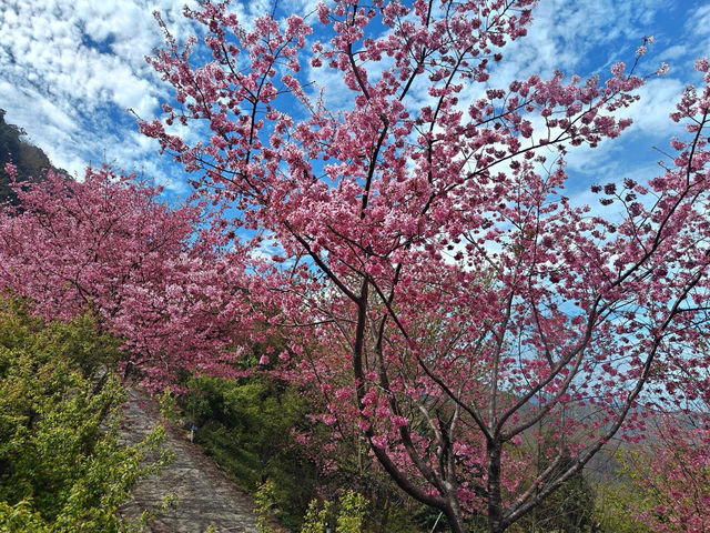——新竹櫻花林：台灣春之絢夢