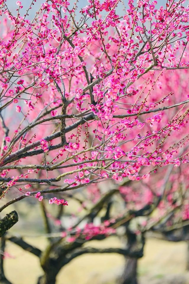 誤入江南詩畫境，醉在東方盆景園