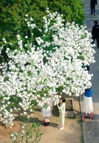被軟萌的白色花球「霸道」暴擊～～