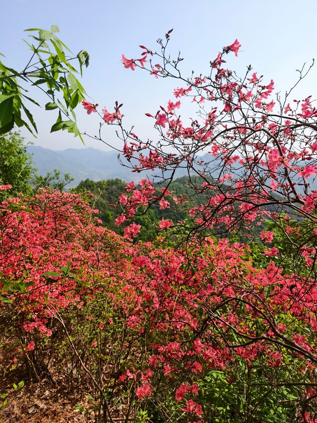 雲台山賞映山紅環線