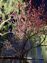 Spring in Hangzhou is the best