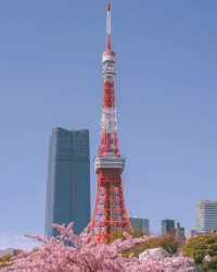 東京タワーと桜の絶妙なコラボレーション 🌸🗼