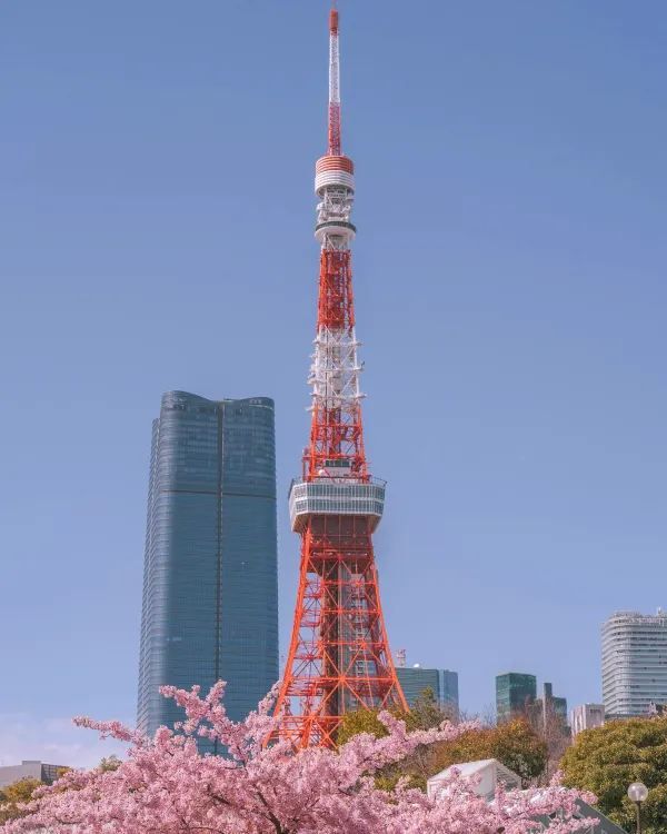 東京タワーと桜の絶妙なコラボレーション 🌸🗼