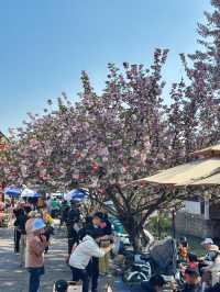 新市古鎮：歲月深處的江南遺韻，品時光深處的市井煙火