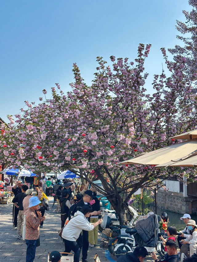 新市古鎮：歲月深處的江南遺韻，品時光深處的市井煙火