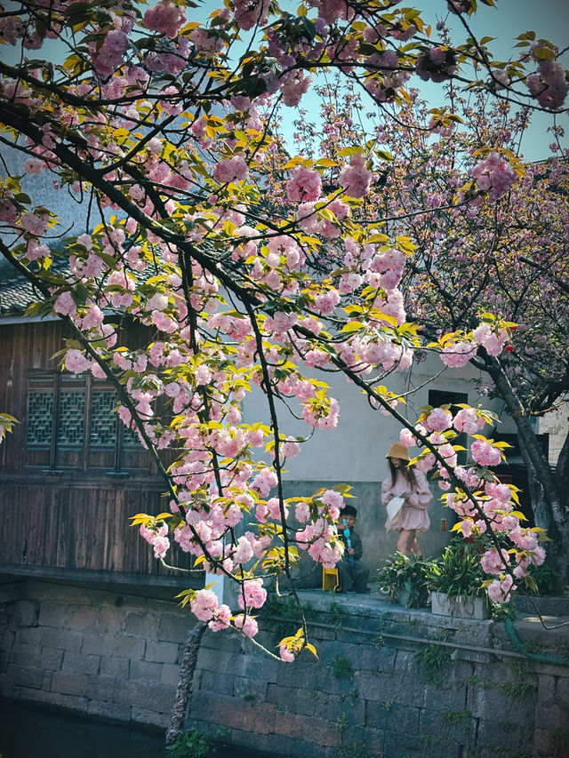 新市古鎮：歲月深處的江南遺韻，品時光深處的市井煙火