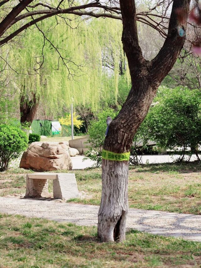 濰坊人民公園的賞櫻攻略
