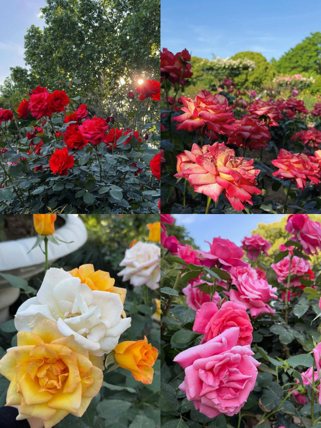 常州五一期間的賞花攻略