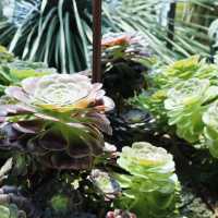🌿新加坡濱海灣花園 | 植物冷室全攻略