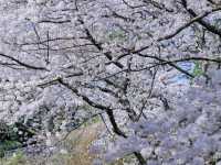 🌸濟州新山公園｜櫻花漫舞的夢幻樂園🌸