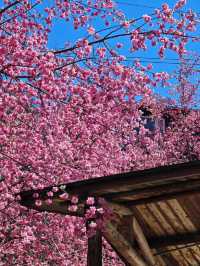 🌸新竹司馬庫斯 | 櫻花仙境大揭秘🌸