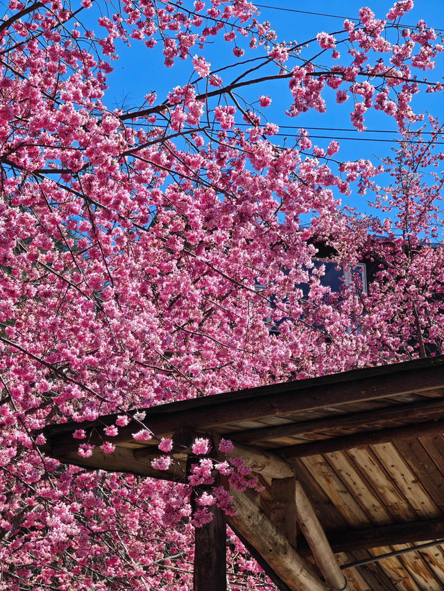 🌸新竹司馬庫斯 | 櫻花仙境大揭秘🌸