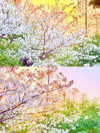 三江口生態公園，遺失的美好