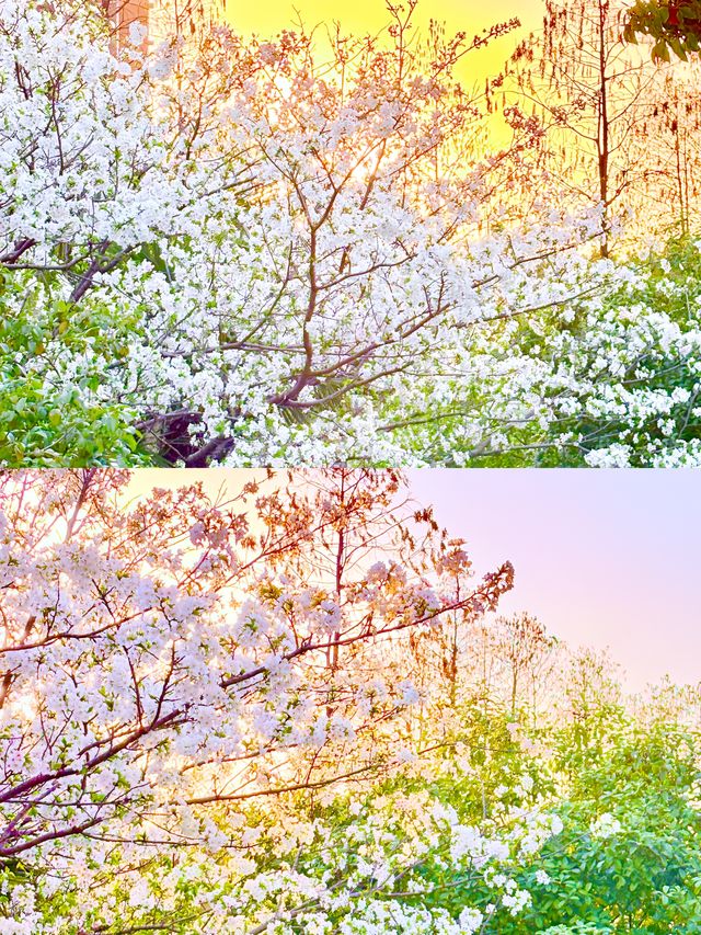 三江口生態公園，遺失的美好