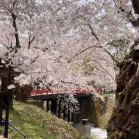 🌸仙台弘前公園｜追櫻成功！邂逅震撼全網的超絕櫻花雨！