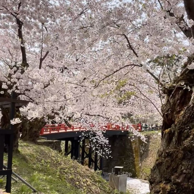 🌸仙台弘前公園｜追櫻成功！邂逅震撼全網的超絕櫻花雨！