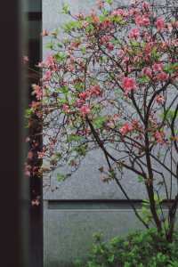 天台山國清寺｜住進禪意秘境，穿越千年的心靈療癒之旅
