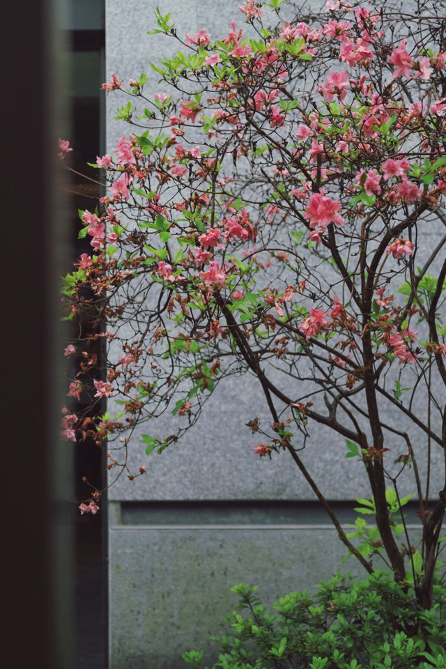 天台山國清寺｜住進禪意秘境，穿越千年的心靈療癒之旅