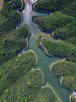Explore the "Green Ocean" of Chishui and Enjoy the Zhuhai Forest Park
