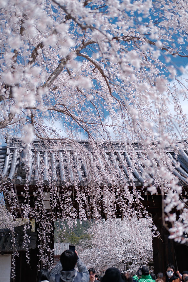 京都【背割堤-醍醐寺一日遊攻略，追櫻大吉】