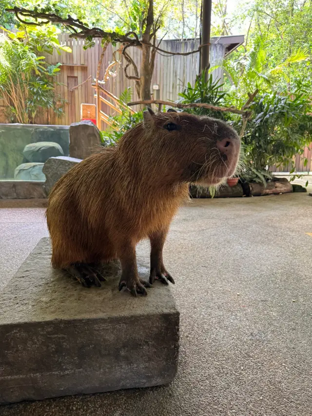 從北京朝陽奔赴新加坡河川生態園，我看到了什麼？
