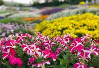 漫花莊園