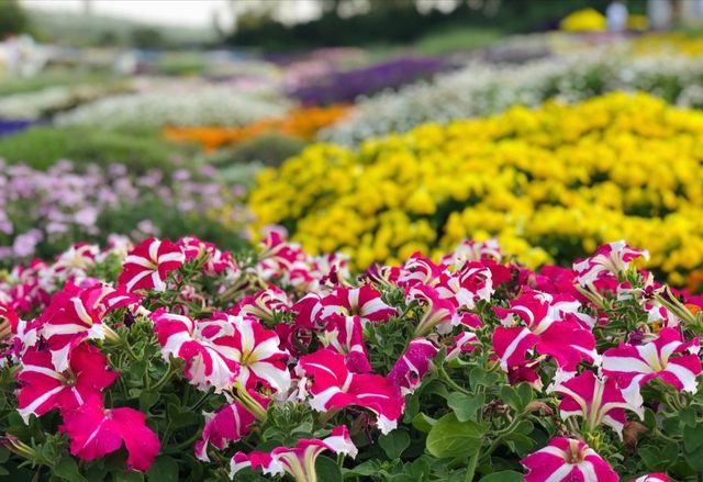 漫花莊園