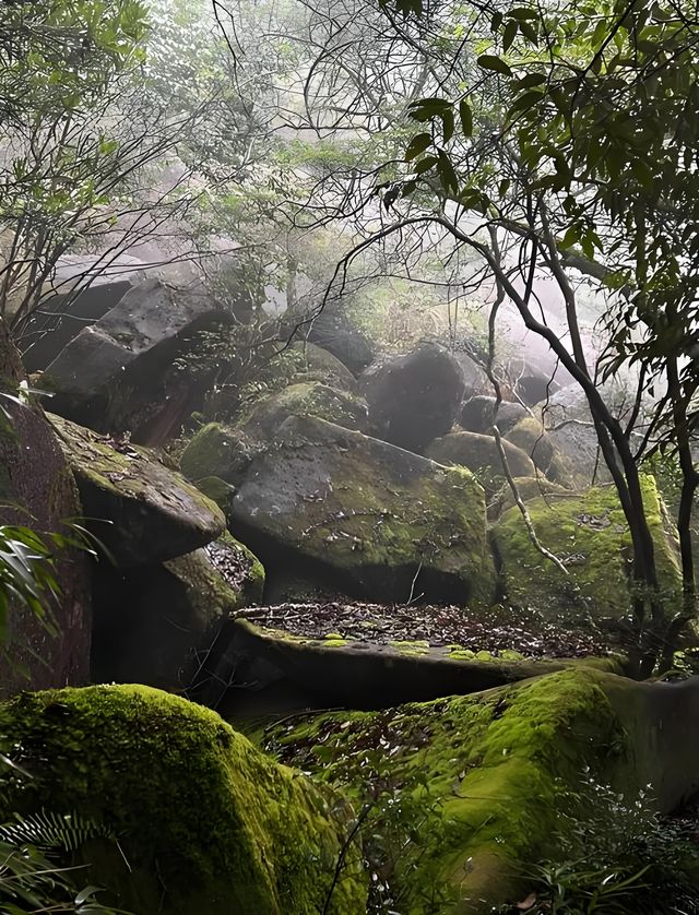 漳州貢鴨山森林公園：徒步探尋自然秘境