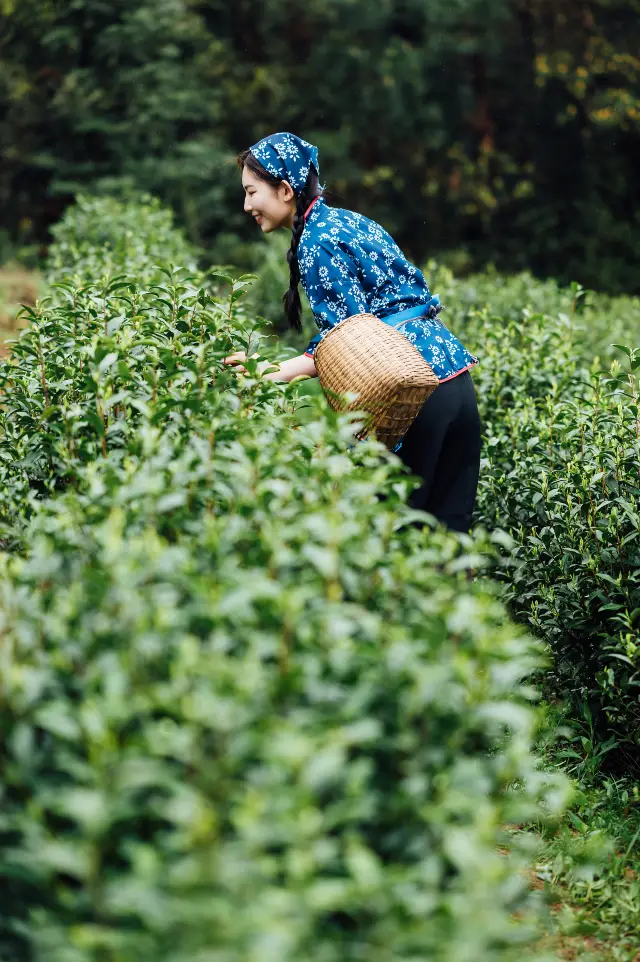 항저우 차 문화 체험, 차 향기 가득한 여정