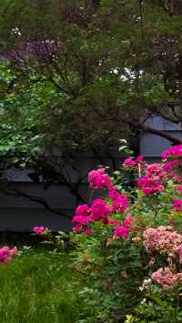 青島中山公園花溪谷