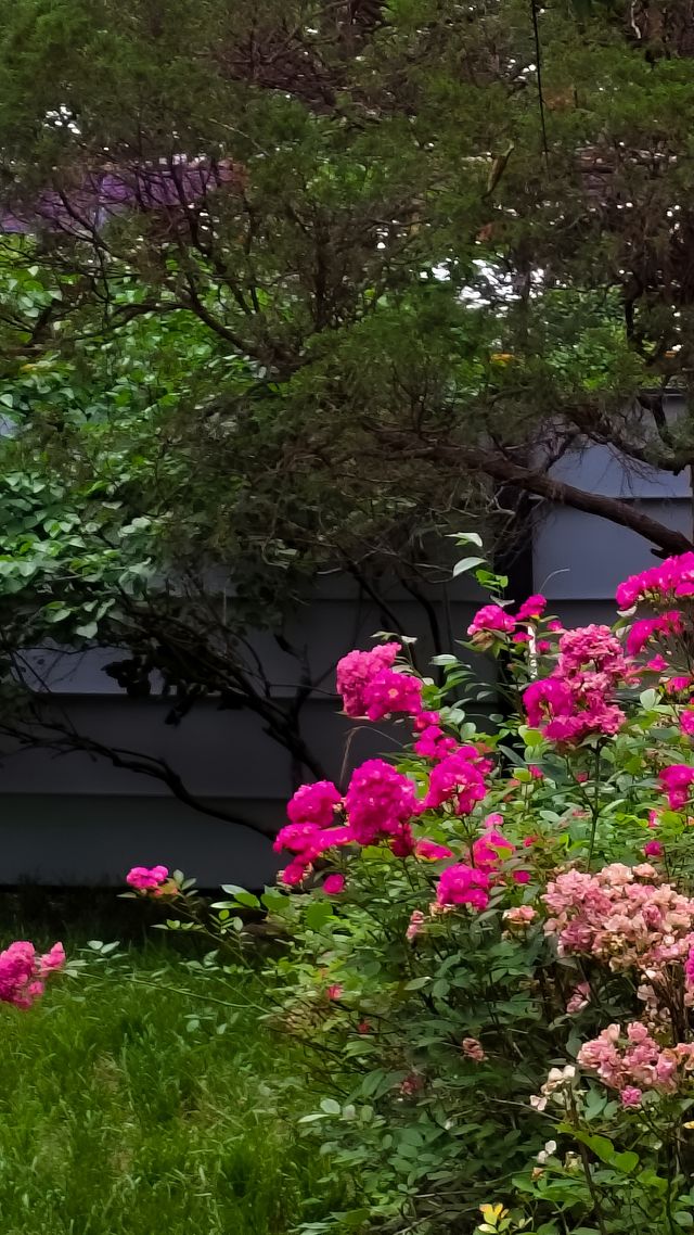青島中山公園花溪谷