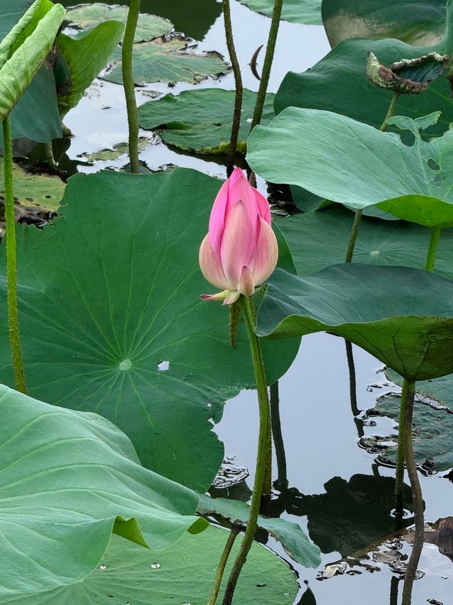 無錫賞荷天花板！雲林生態體育公園攻略