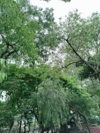 九龍寨城公園｜時空交錯的都市綠洲